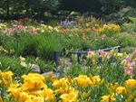 jardin