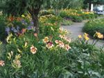 jardin