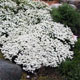 miniature Iberis Snowflake