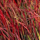miniature Imperata Red Baron