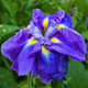 photo miniature Imperial Violet