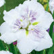 photo miniature Iris Dinner Plate Cupcake