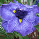photo miniature Iris Don and Donna