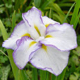photo miniature Iris Light at Dawn