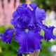 photo miniature Iris Blue Suede Shoes