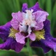 photo miniature Iris On Mulberry Street