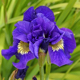 photo miniature Iris Concord Crush