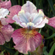 photo miniature Iris Peacock Painted Woman