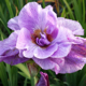 photo miniature Iris Pink Parfait