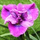 photo miniature Iris Spindazzle