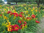 jardin