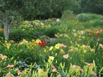 jardin