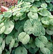 Photo miniature Jeffersonia dubia variegata