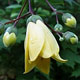 miniature Kirengeshoma koreana