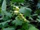 miniature Kirengeshoma palmata