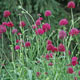 miniature Knautia macedonia