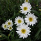 miniature Leucanthemum Highland White Dream
