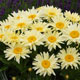miniature Leucanthemum Banana Cream
