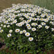 miniature Leucanthemum Becky