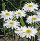 miniature Leucanthemum Thomas Killen