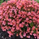 miniature Lewisia Constant Coral