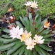 miniature Lewisia Little Peach