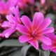 miniature Lewisia Little Raspberry