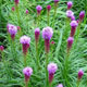 miniature Liatris spicata