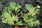 ligularia hybride