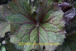 ligularia hybride