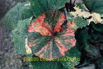 ligularia hybride