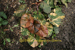 ligularia hybride