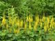 miniature Ligularia The Rocket