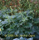 miniature Ligularia japonica