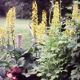 miniature Ligularia tangutica