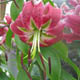 miniature Lilium Black Beauty