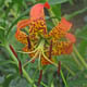 miniature Lilium superbum