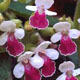 Photo miniature Melitis Royal Velvet Distinction