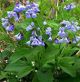 miniature Mertensia Virginica