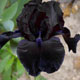 photo miniature Midnight Oil