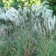 miniature miscanthus Huron Star