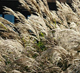 miniature miscanthus Undine