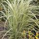 miniature miscanthus Dixieland
