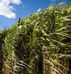 miniature miscanthus giganteus