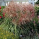 miniature miscanthus Huron Sunrise
