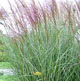 miniature miscanthus Nippon