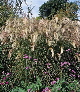 miniature miscanthus KascDE