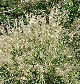 miniature miscanthus Graziella