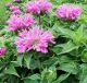 miniature Monarda Petite Delight