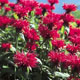 miniature monarde Gardenview Scarlet 